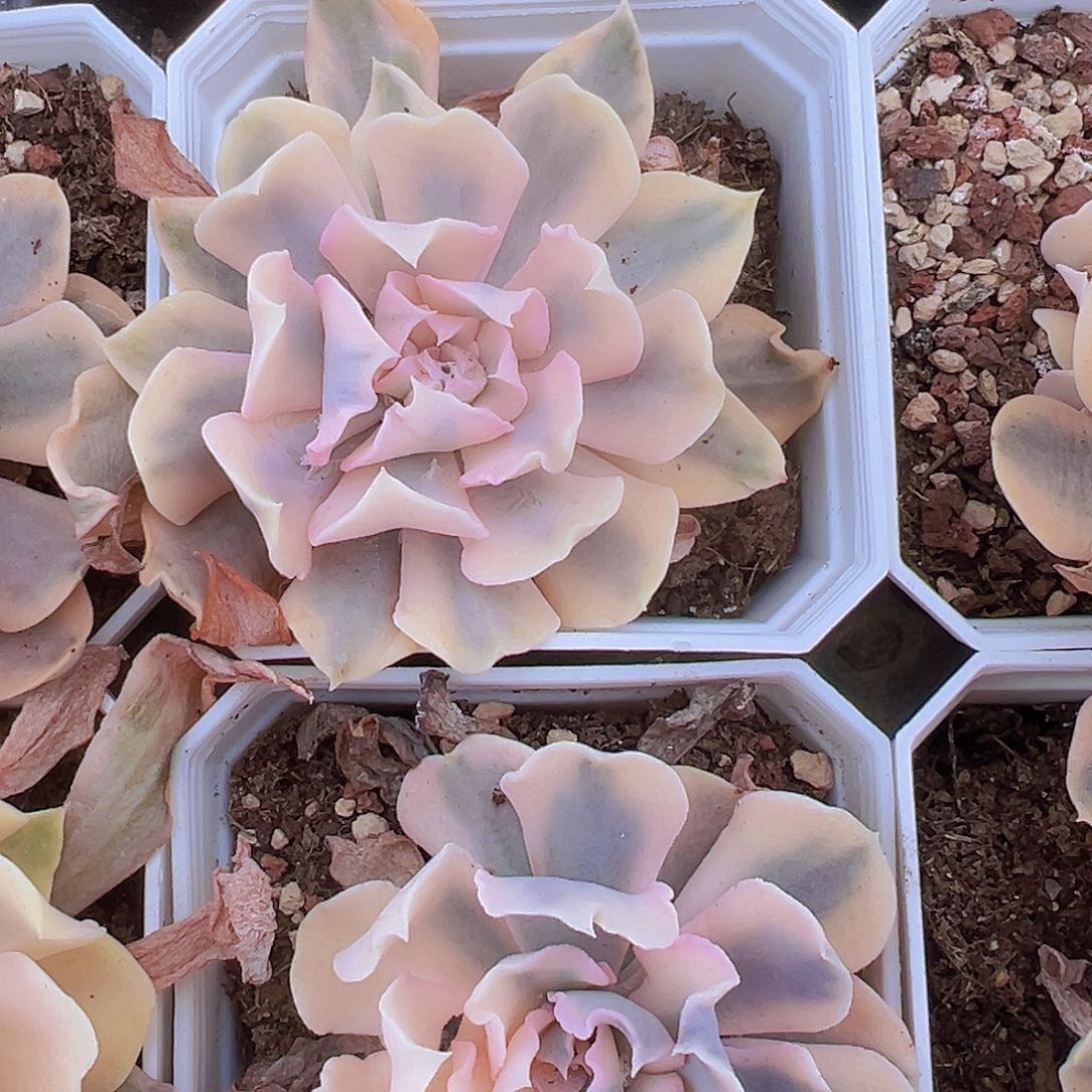 利比亚锦19包邮多肉