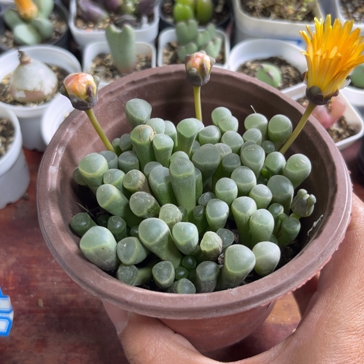 729 五十铃玉多肉植物