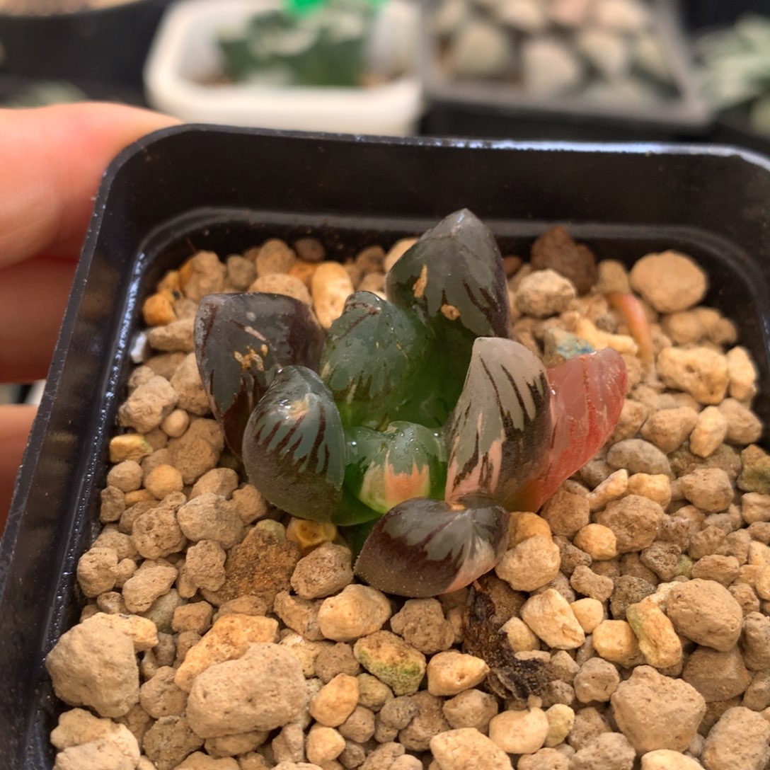 黑葡萄玉露锦，带盆一起