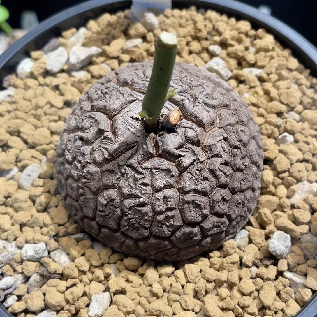 759荔枝密纹龟6.8公分