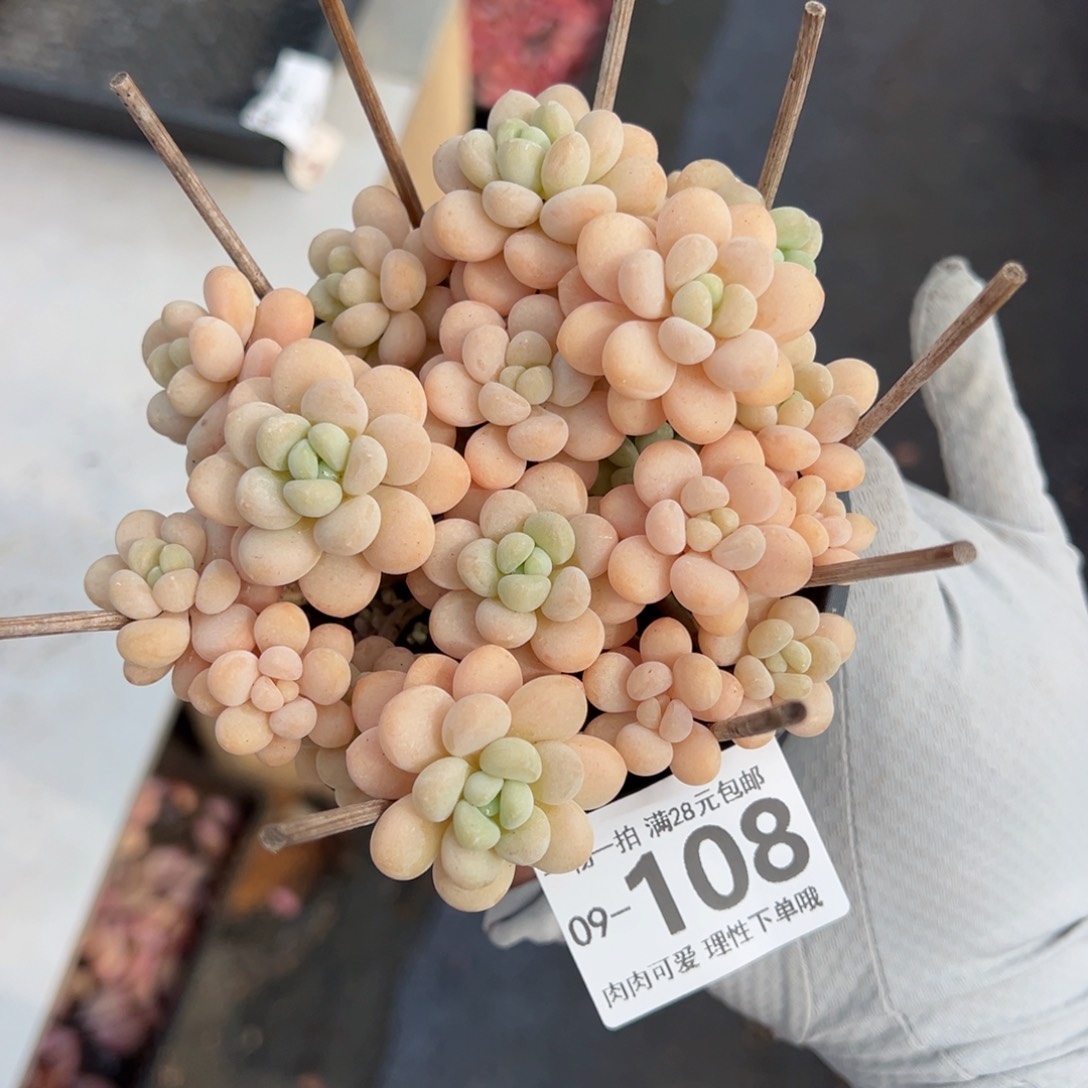 洛可可多肉多肉多肉多肉