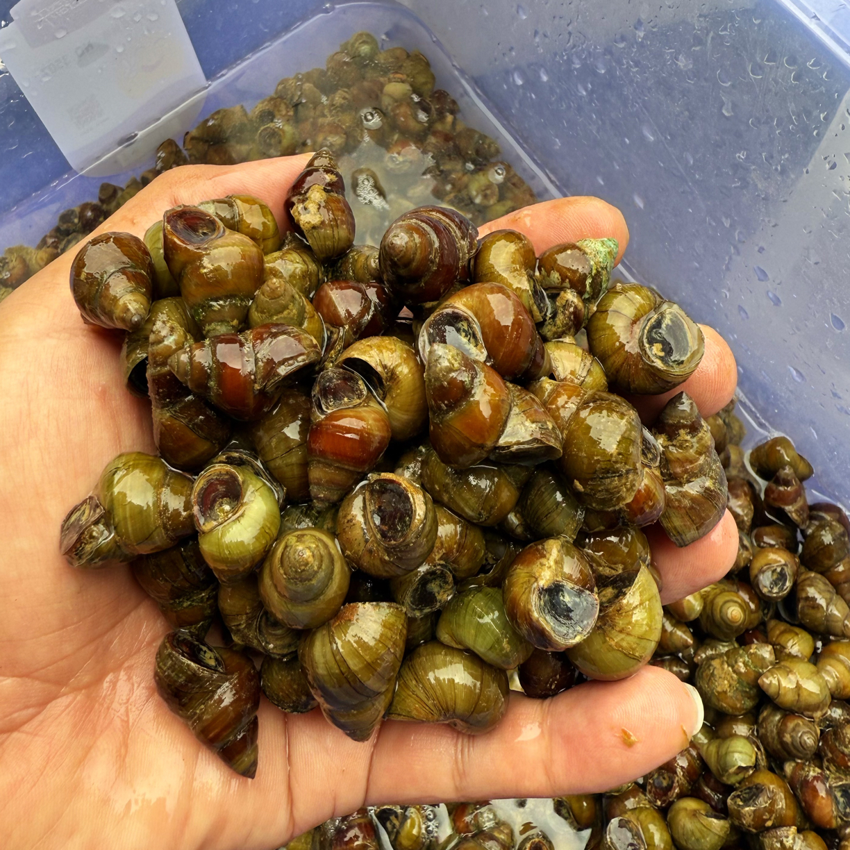 广西红水河石螺 野生淡水石螺 加冰泡沬箱保鲜发货
