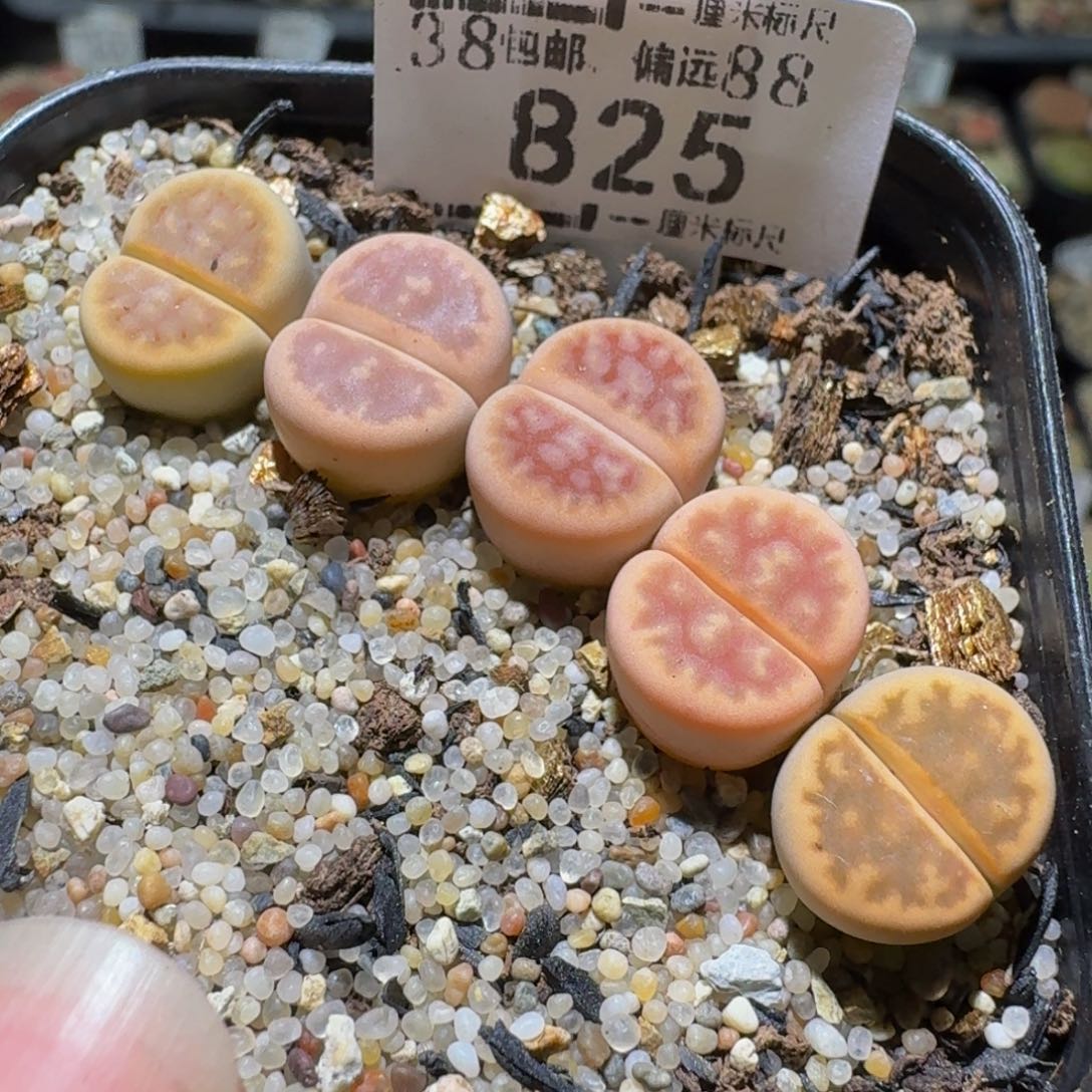 Sss清仓便宜出了825