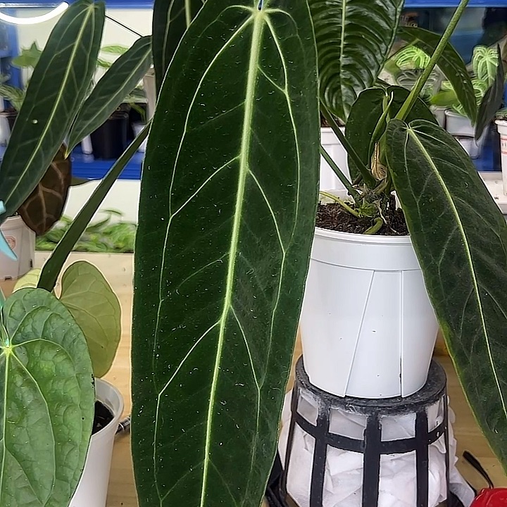 无花朵火鹤后一物一拍