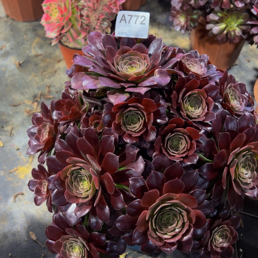 河兰多肉植物772