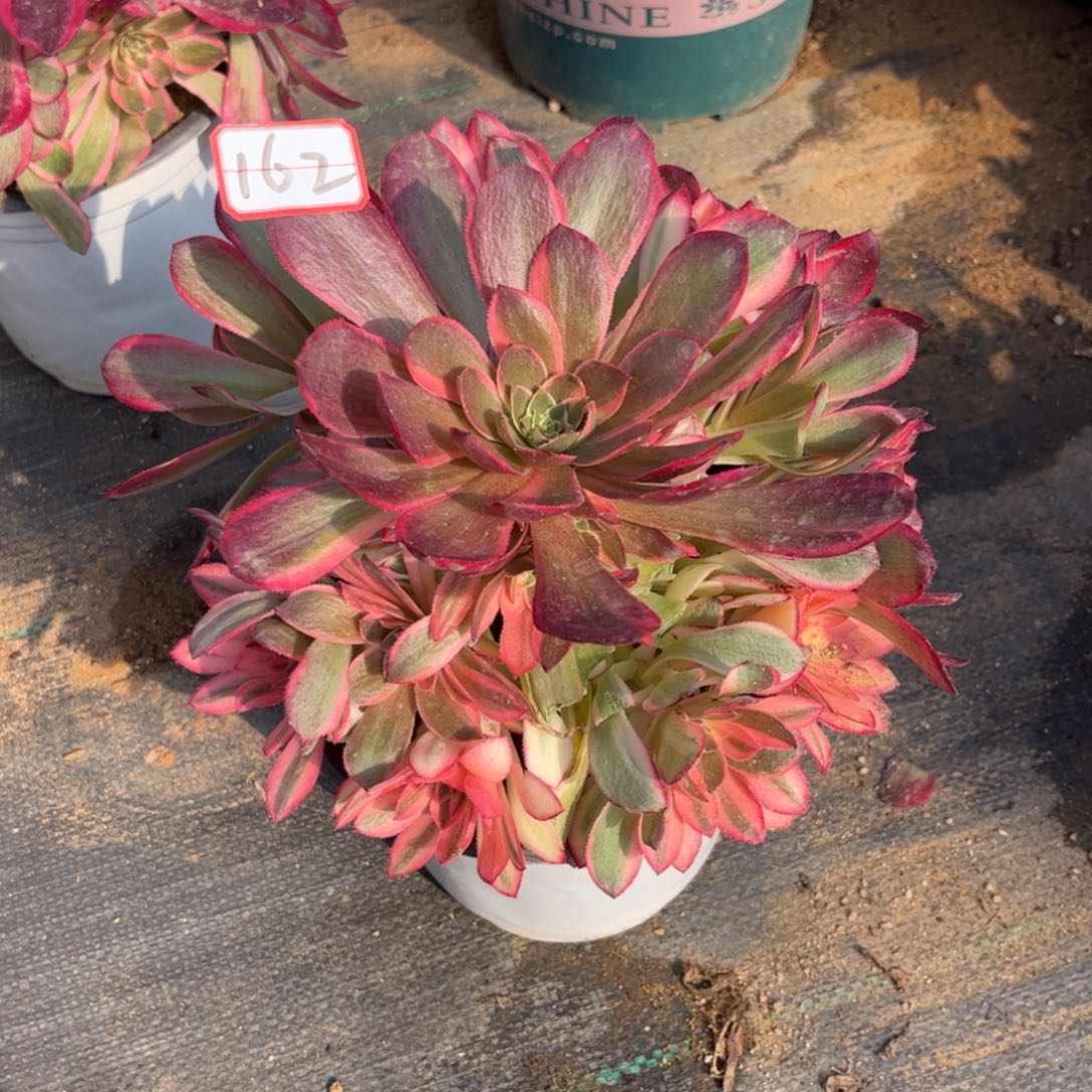 162多肉植物黑魔锦