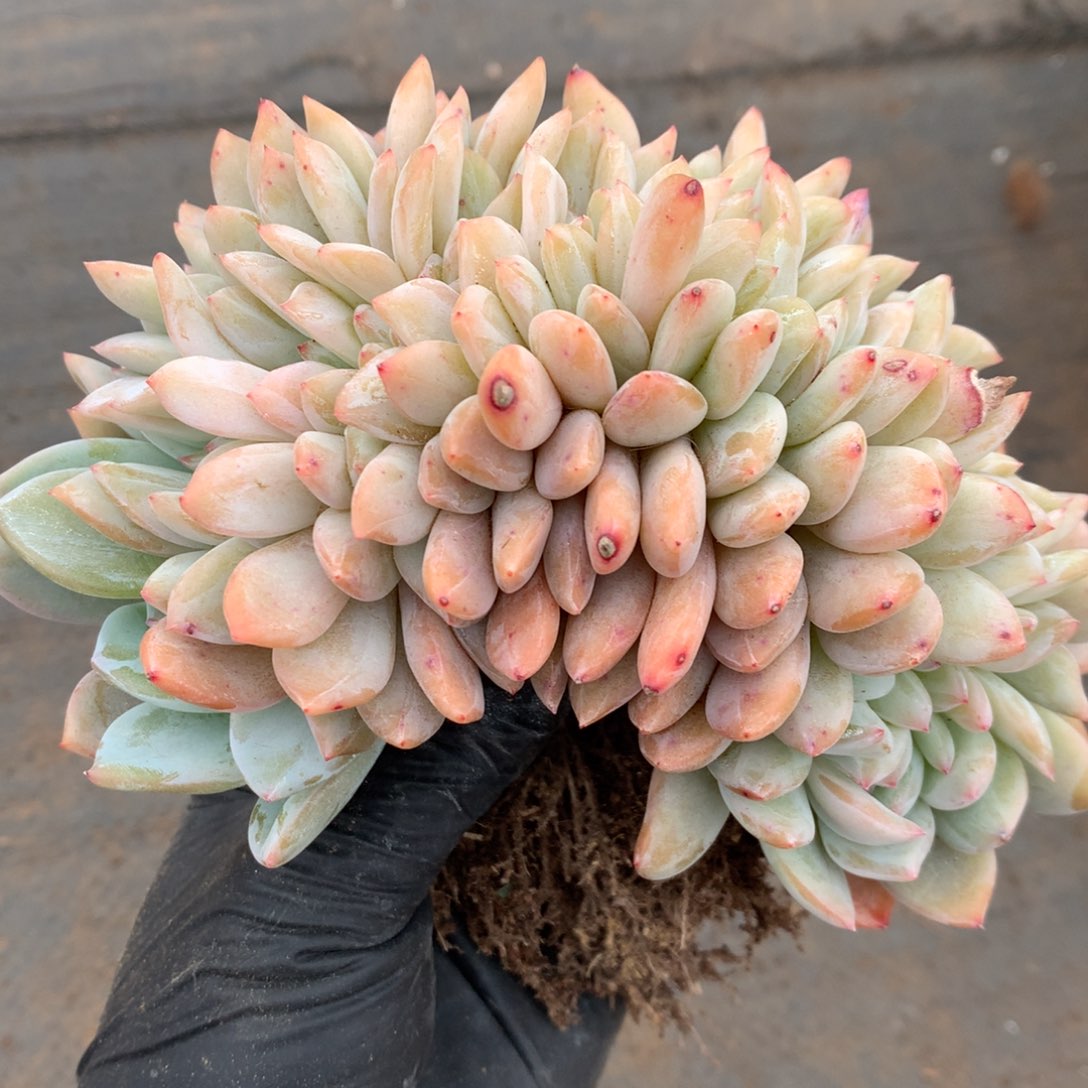 雪天使鸡腿桩000000000