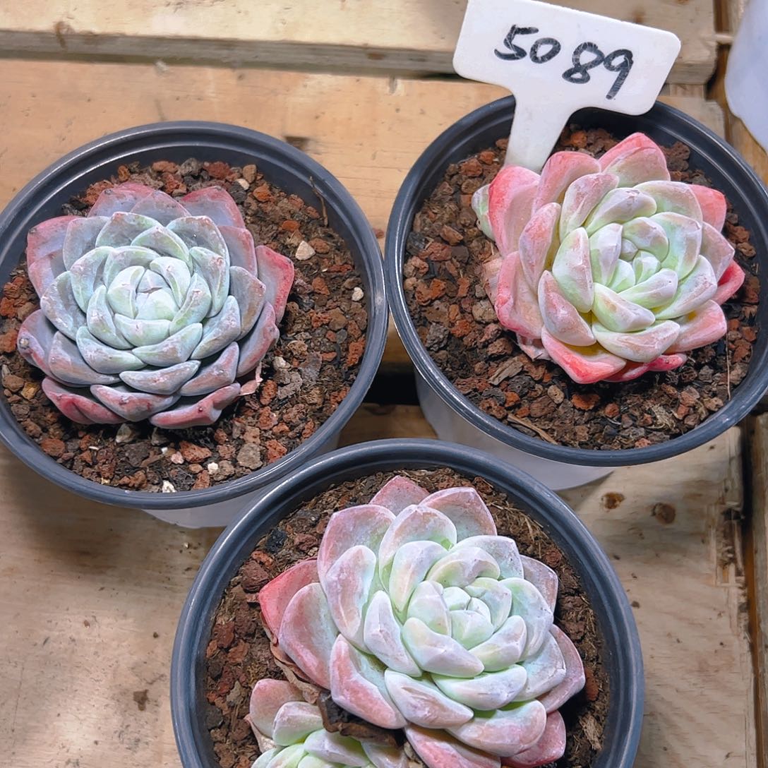 冰玉三颗5089号一物一拍