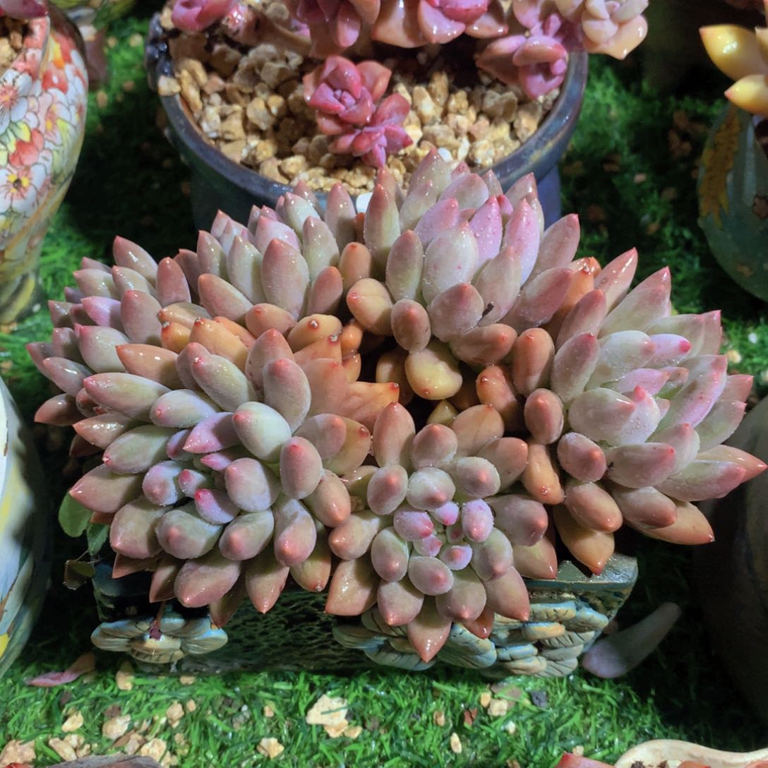 红蜻蜓15 公分一物一拍