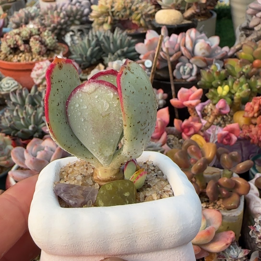 多肉植物白眉小老庄
