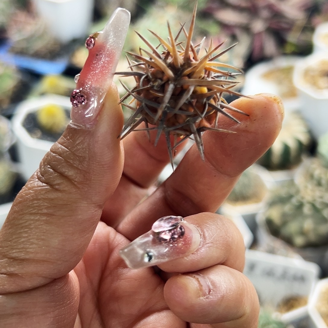 守殿玉锦有根仙人球666666666