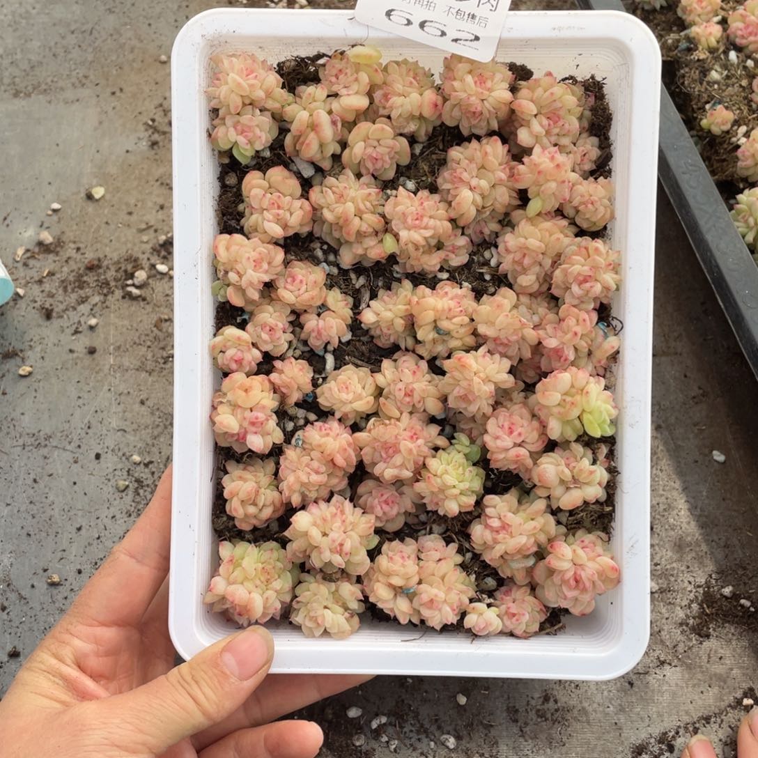 大***包糕大上多肉植物662