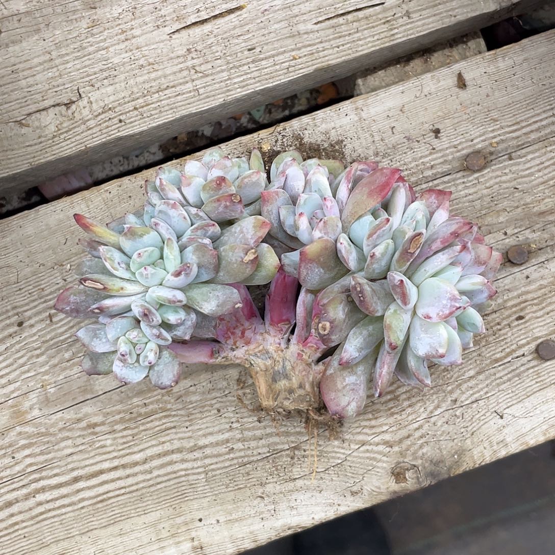 瑕疵-底切-星影小树