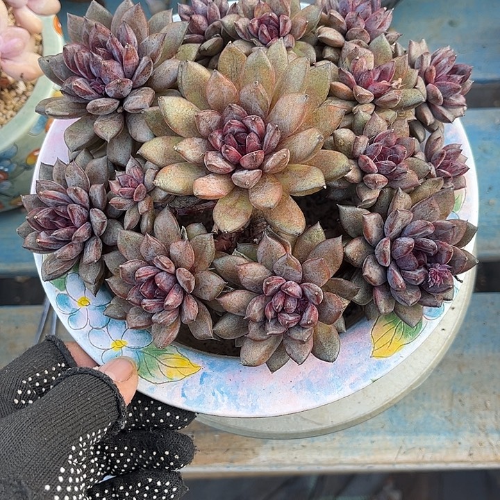 多肉植物一物一拍