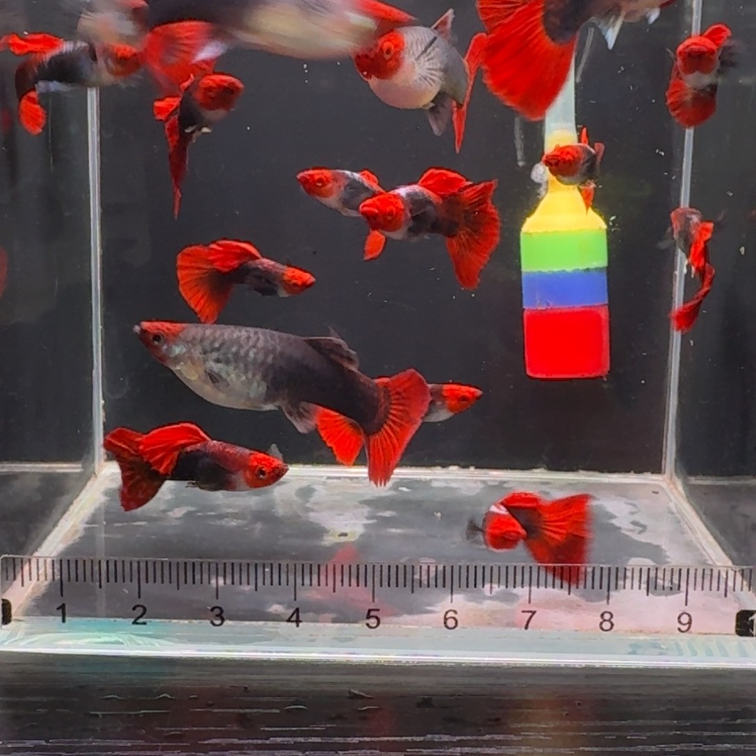 孔雀鱼终**爸深海蓝10条➕7条备损