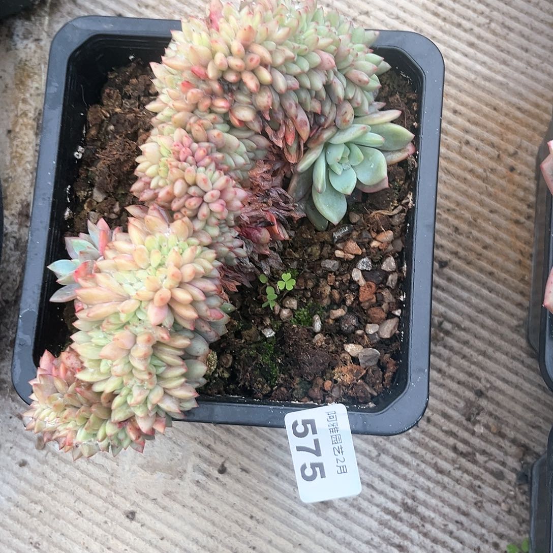 阿雅园艺。       575