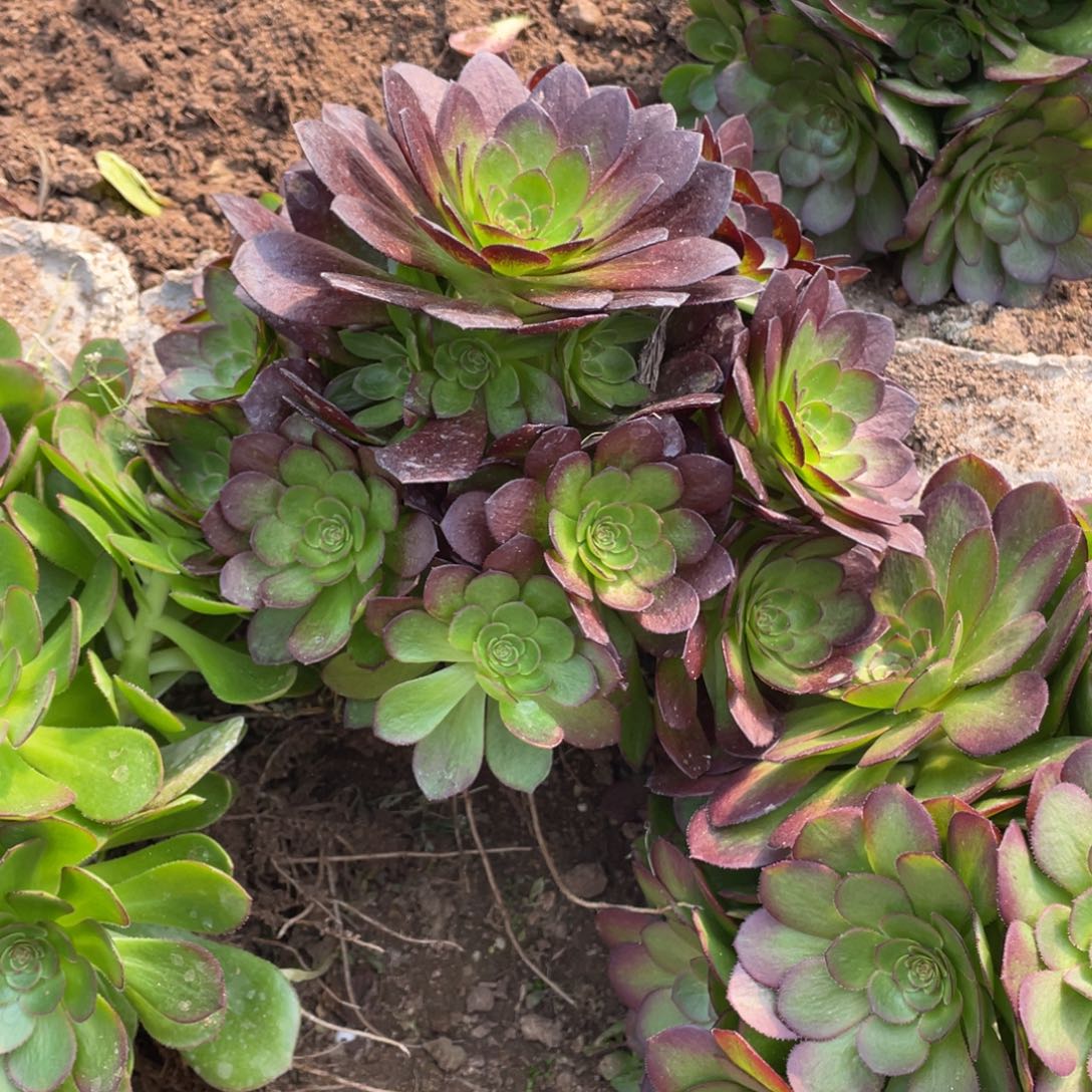 黑寡妇多肉法师断枝不包