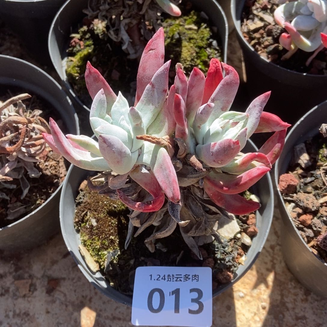 013初霜多肉植物