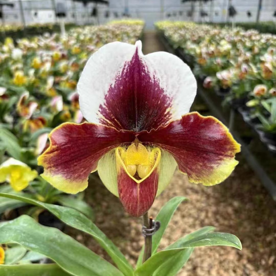 兜兰红肉饼 红色大花 3苗以上 2花苞 花色随机