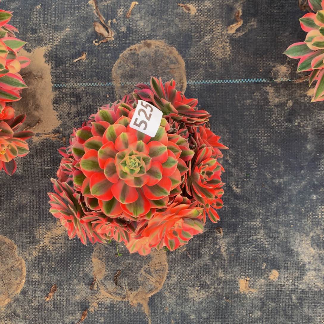 【闪购商品】粉女巫52500000000