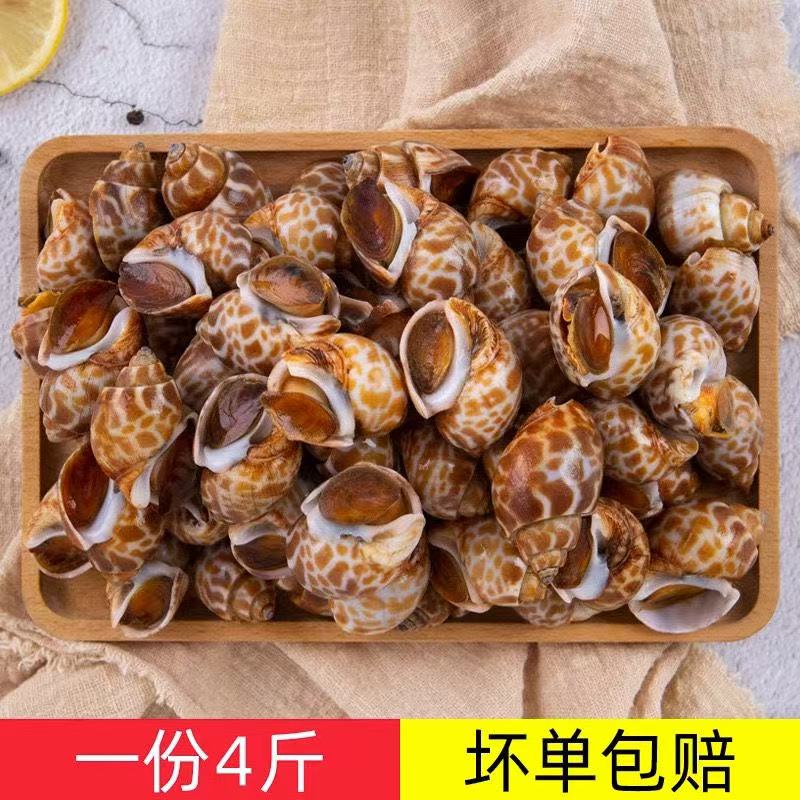 大号4斤 新鲜花螺速冻 顺丰发货