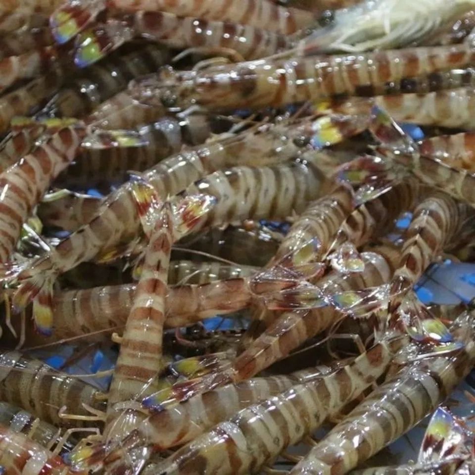  蓝尾斑节虾 顺丰冷链厦门发货