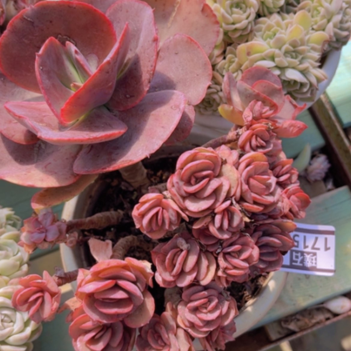 【闪购商品】秀妍17158