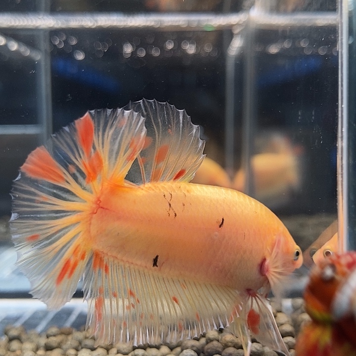 斗鱼黑24号巨丢将军