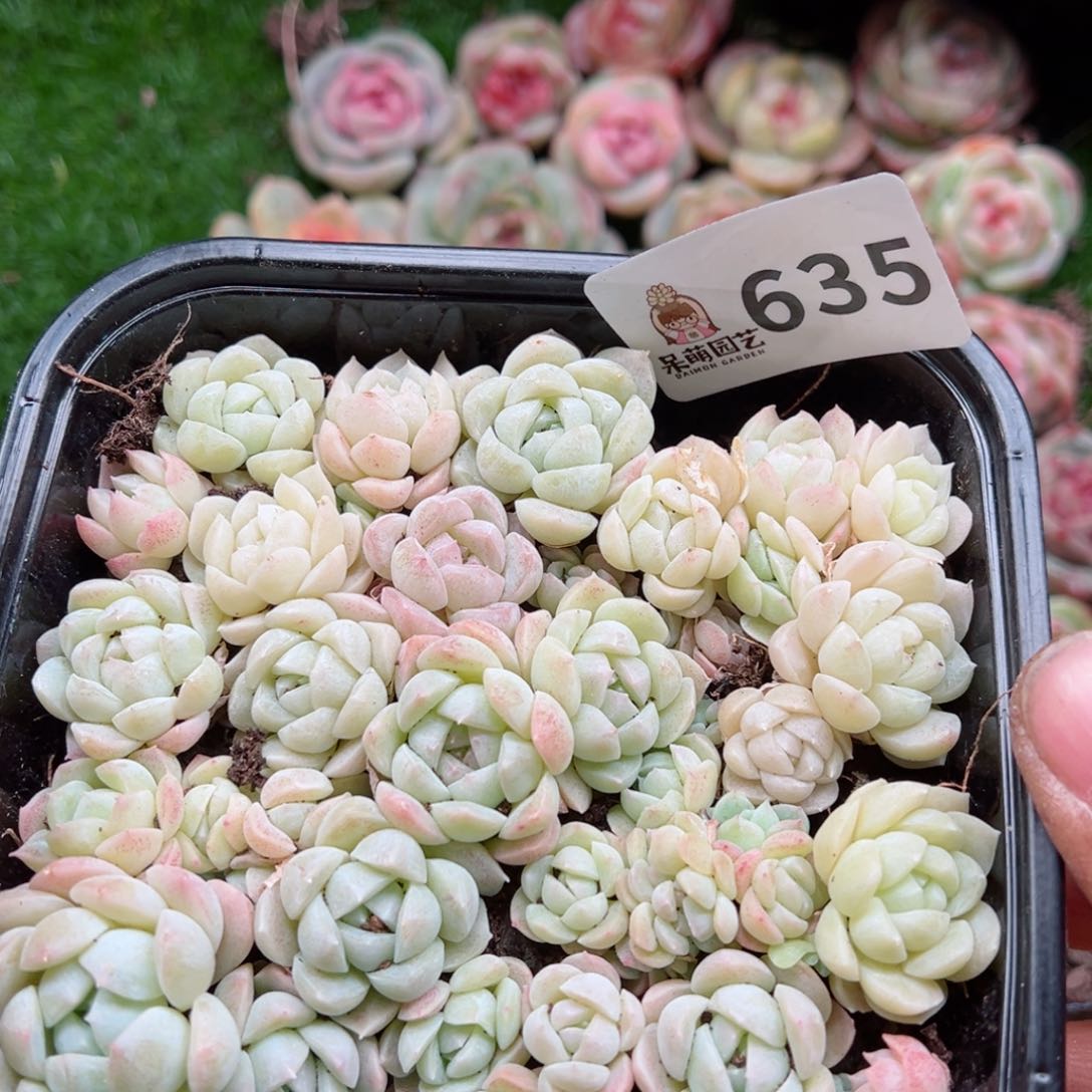 多肉植物多肉植物