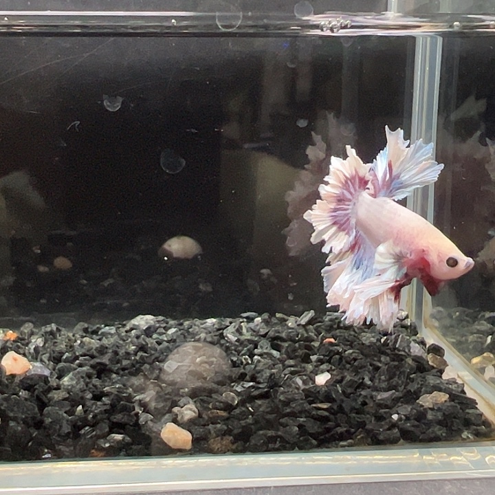 斗鱼竞拍跑单拉黑20日7