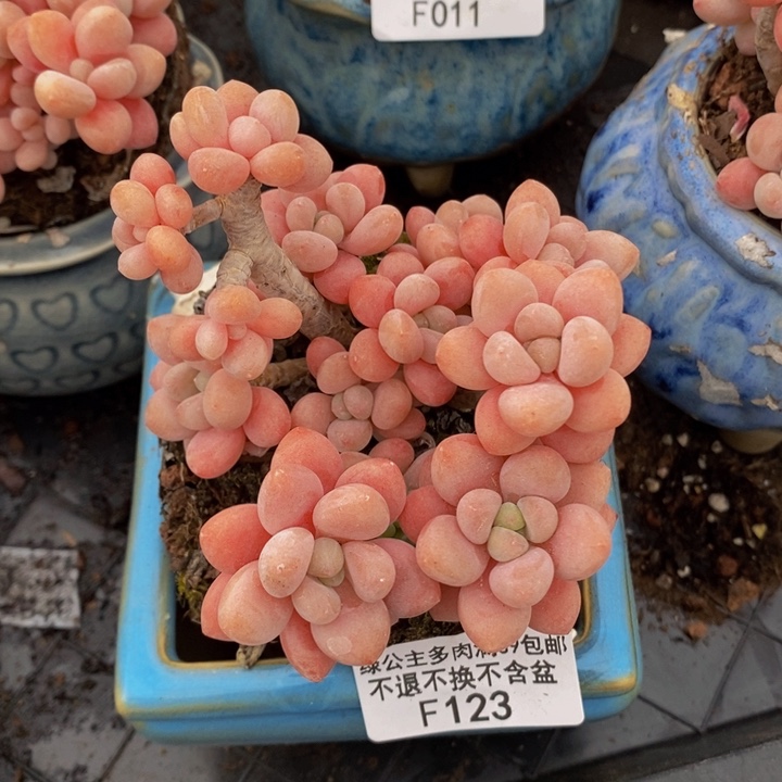 鱼子酱老桩9cm123多肉植物