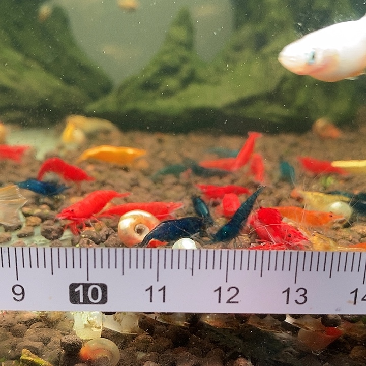 海水青江鱼6条秒杀