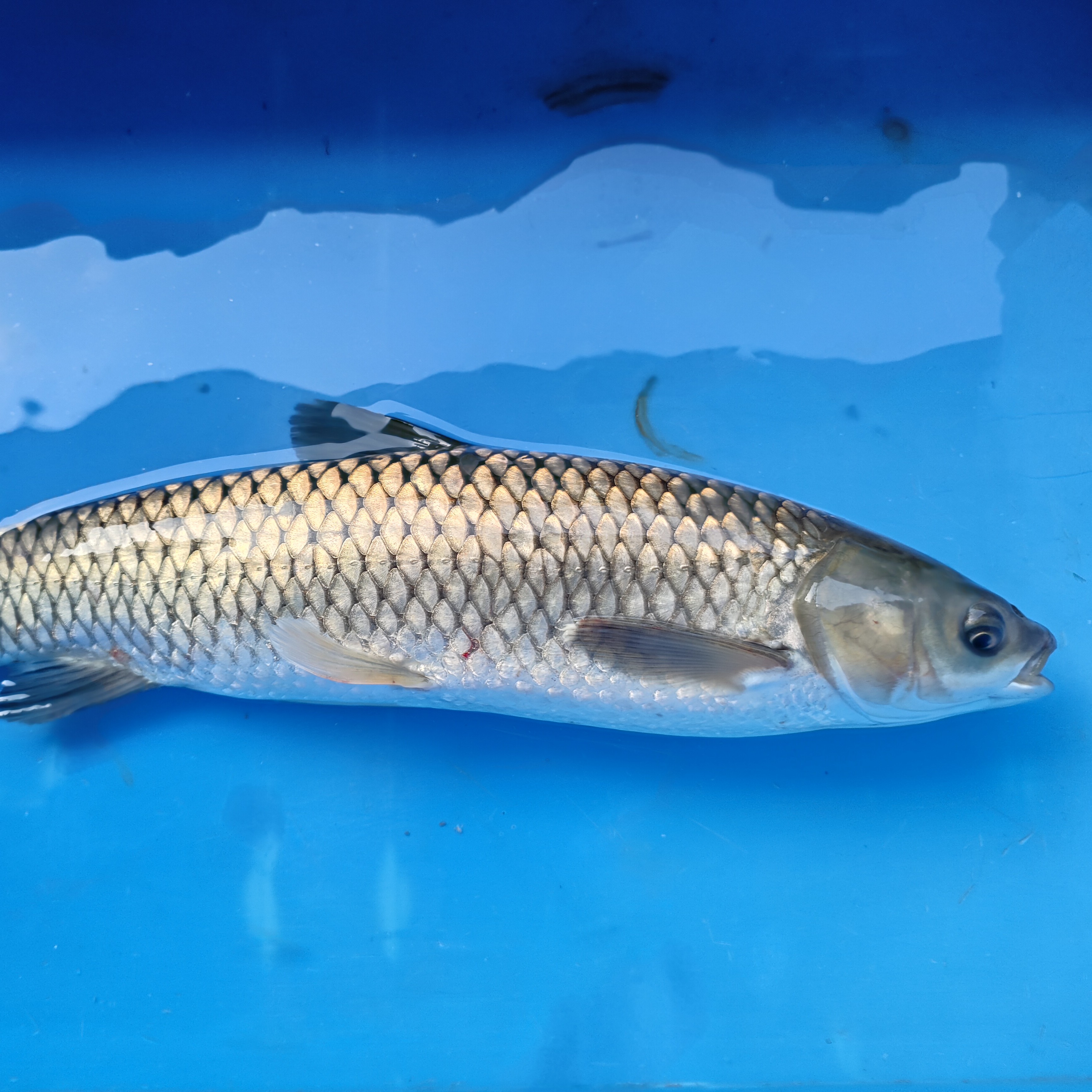 活鱼现杀，4斤清水草鱼