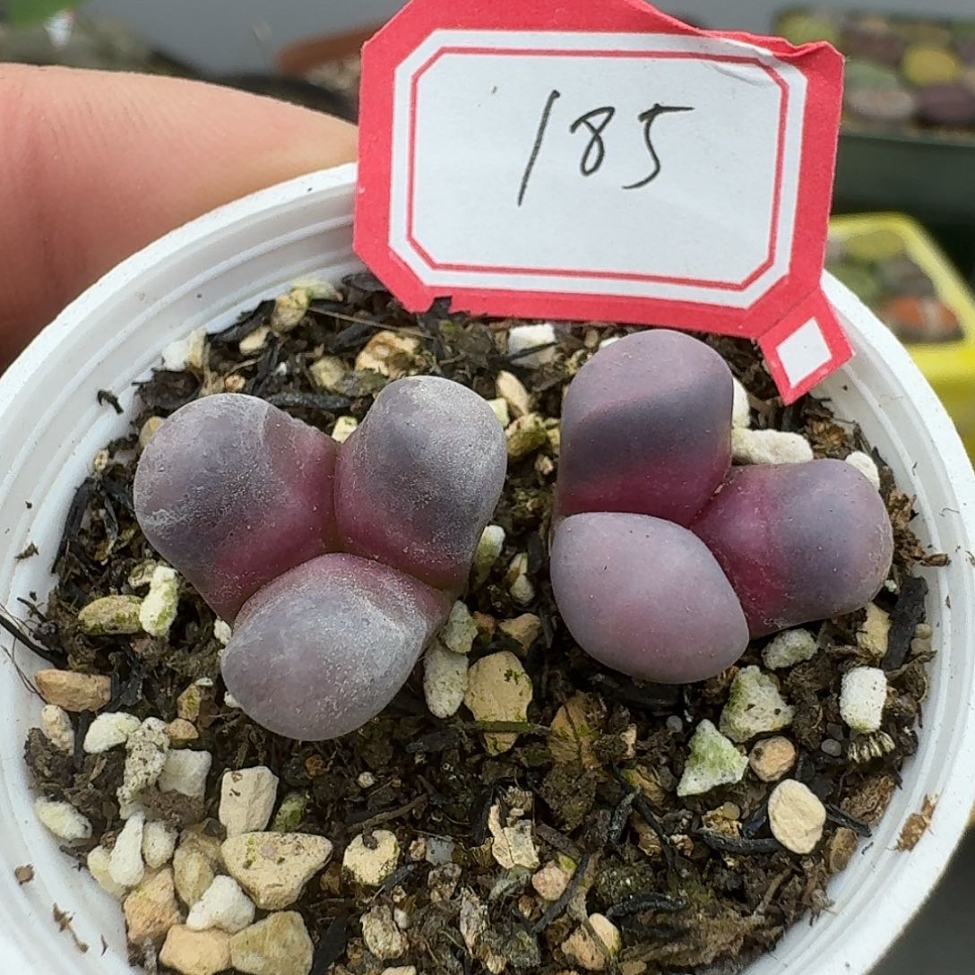 185多肉哈哈哈哈哈哈哈