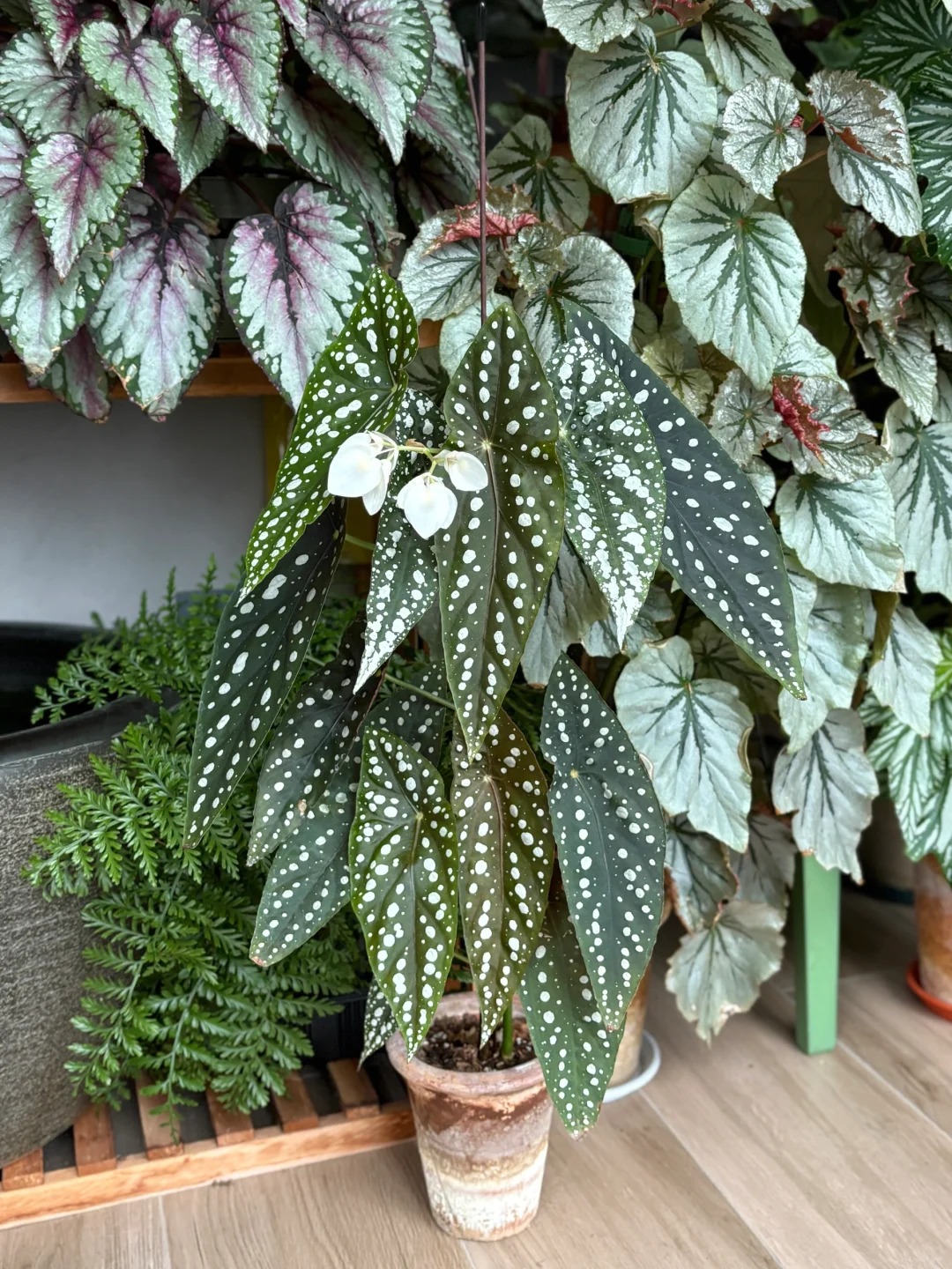 （母本）塞拉山王秋海棠绿植盆栽竹节类秋海棠室内绿植