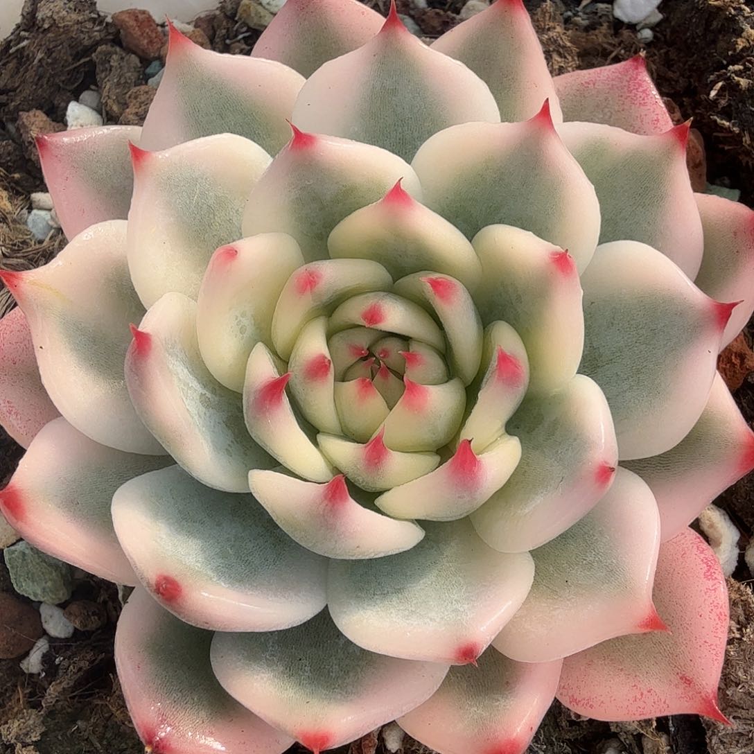 吉娃娃锦，多肉植物