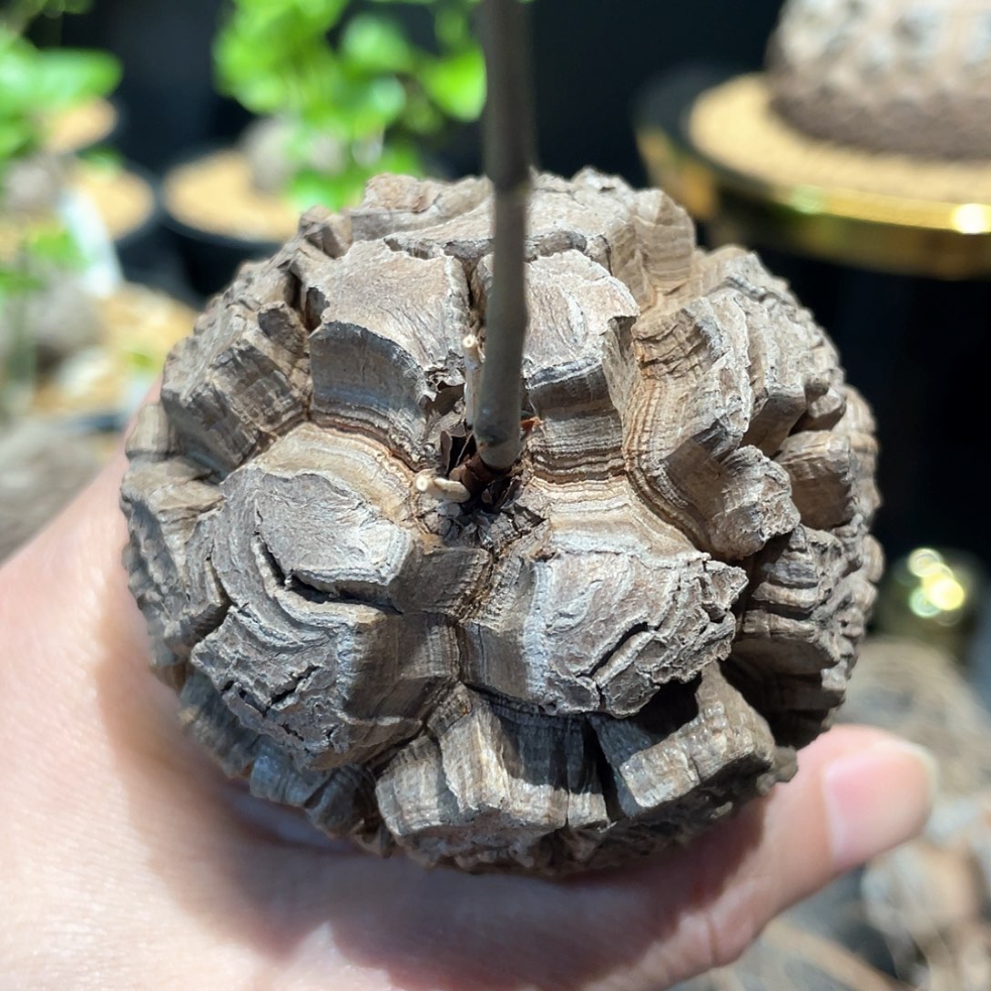 1号日系剑甲龟6.2公分