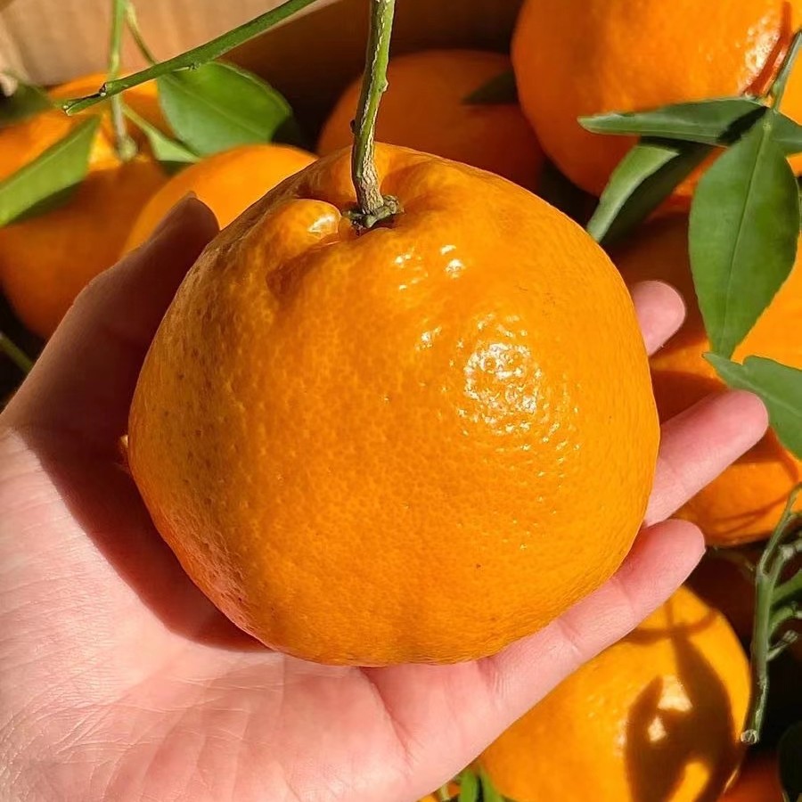 四川耙耙柑（一斤）