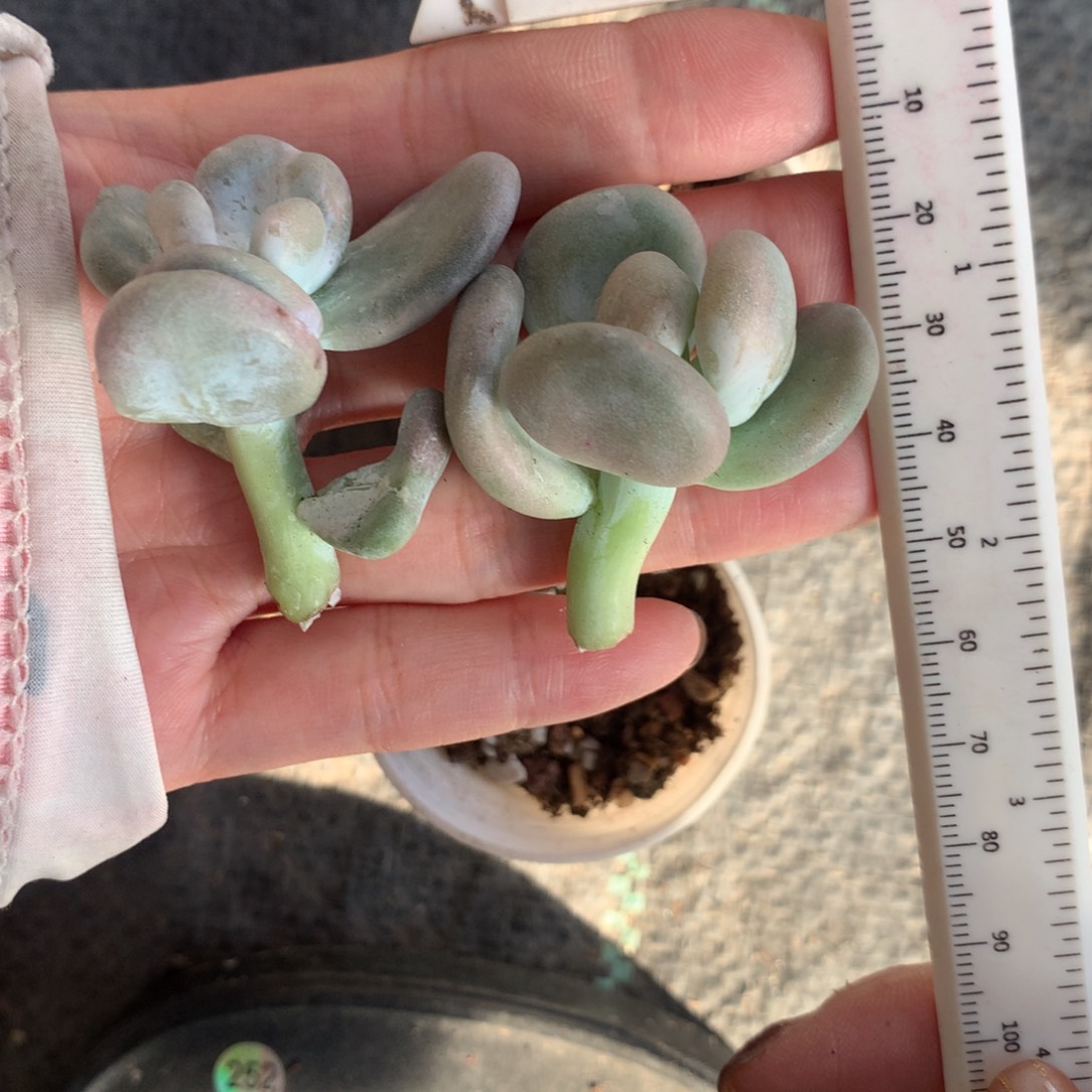 王***人贝壳奶酪锦 贝壳奶锦2颗