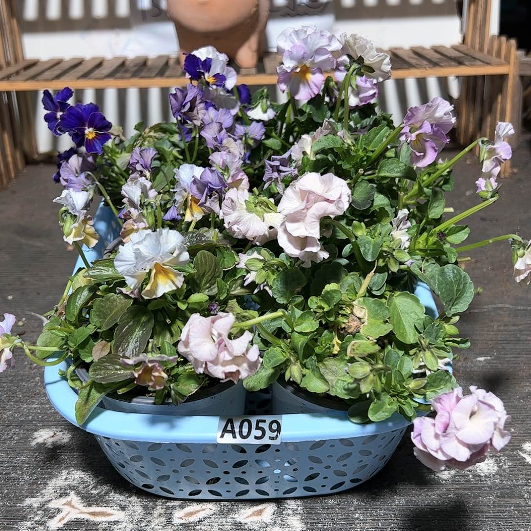 【闪购商品】059号