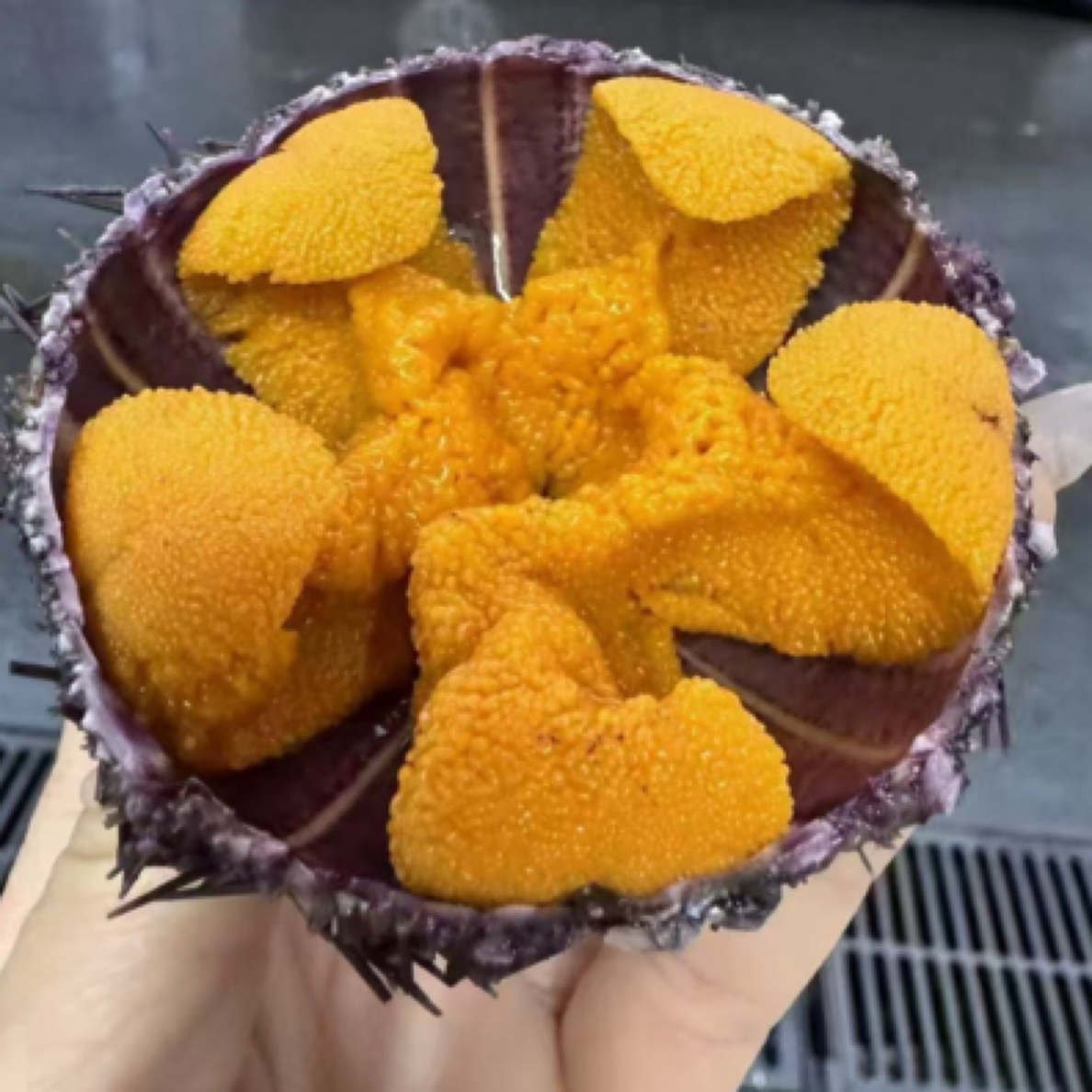 大连鲜活海胆单只（多规格可选）