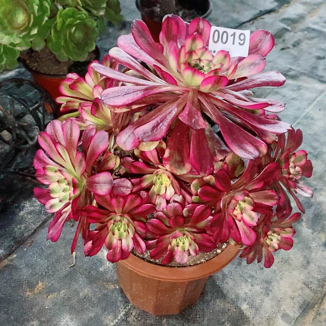 美姬0019多肉1111