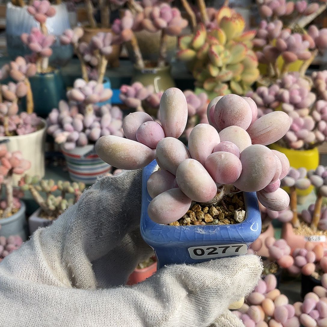 7****o多肉植物的生长发育