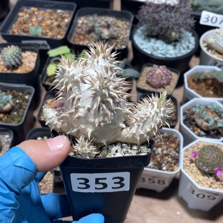 353西巴女王块根