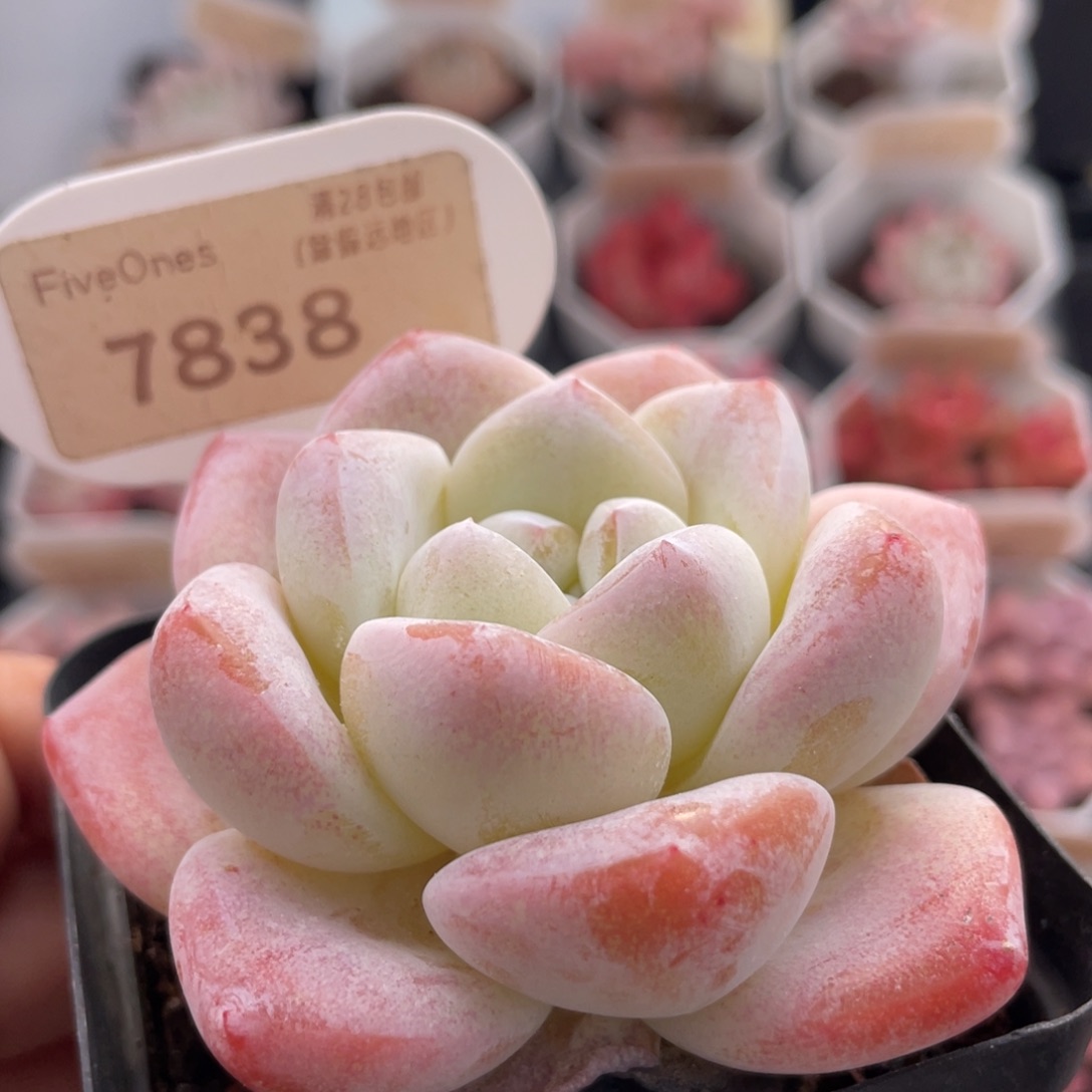 冰玉7838-7.0厘米