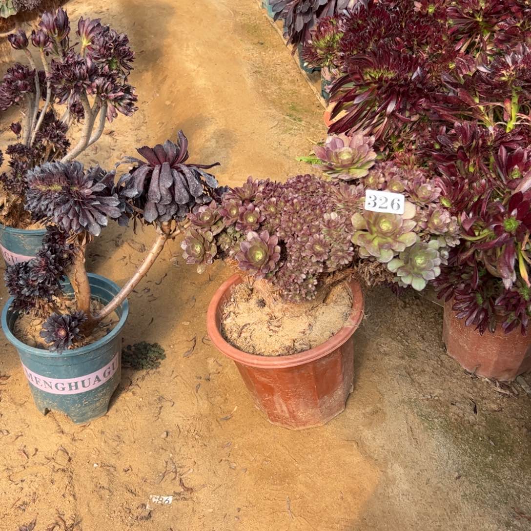 万朵有砍326官府30根少