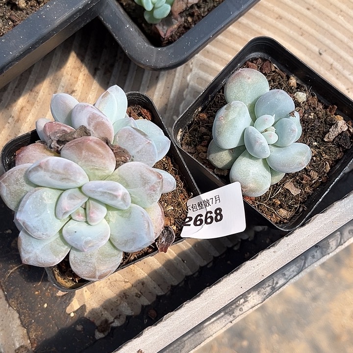 阿雅园艺。     2668