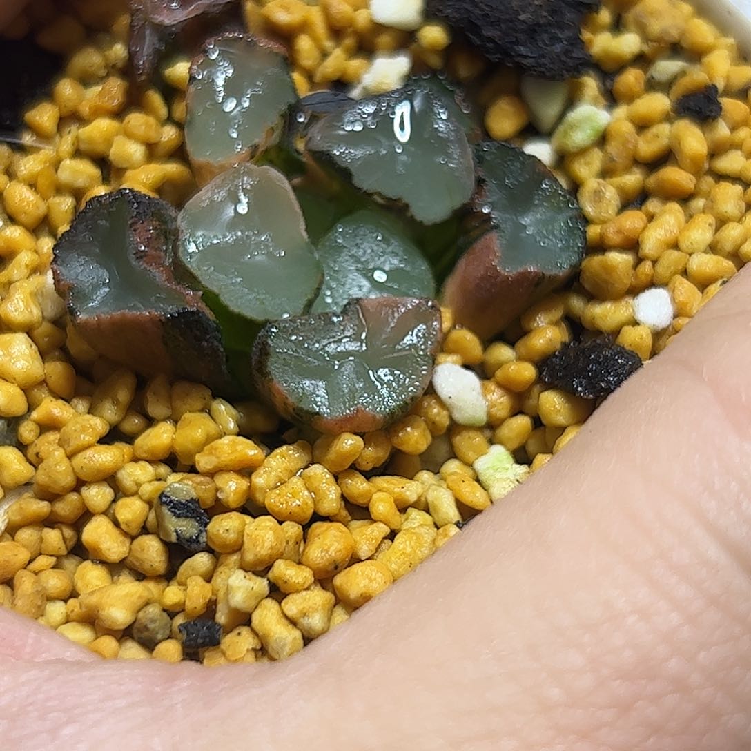 紫镜锦十二卷多肉植物满