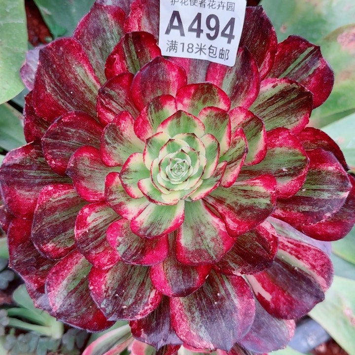 多肉法师伯爵朵朵