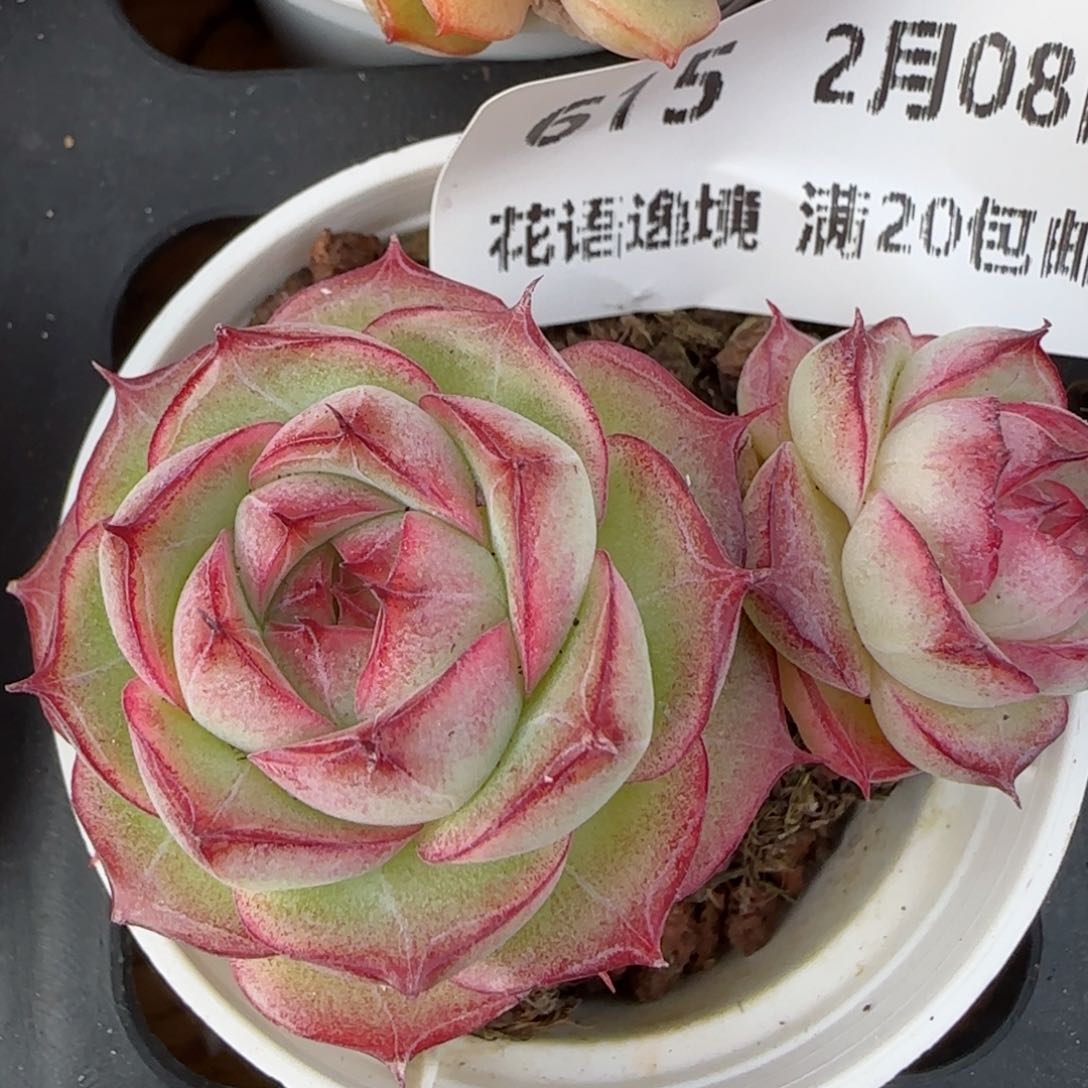 花语逸镜0208-615